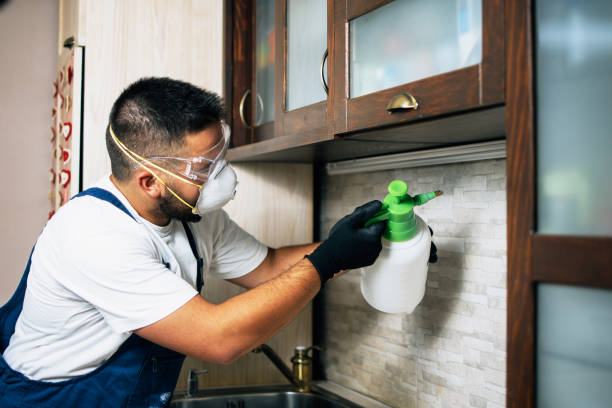 Best Wasp Removal Services  in Barbourmeade, KY